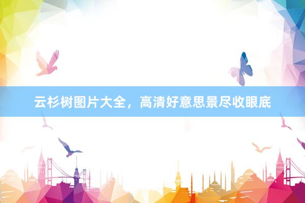 云杉树图片大全，高清好意思景尽收眼底